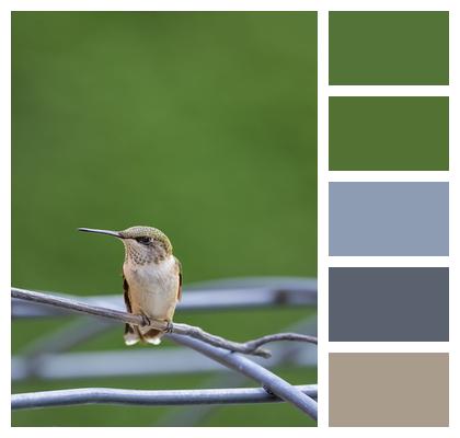 Phone Wallpaper Hummingbird Bird Image
